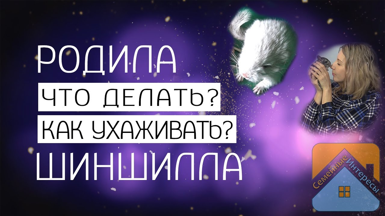 Шиншилла рожает или родила, что делать? Как ухаживать? - YouTube