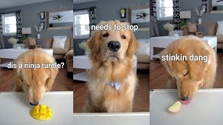 ASMR Dog Reviewing Different Types of Food - Tucker Taste Test #5 ASMR Dog Reviewing Different Types of Food - Tucker Taste Test #5