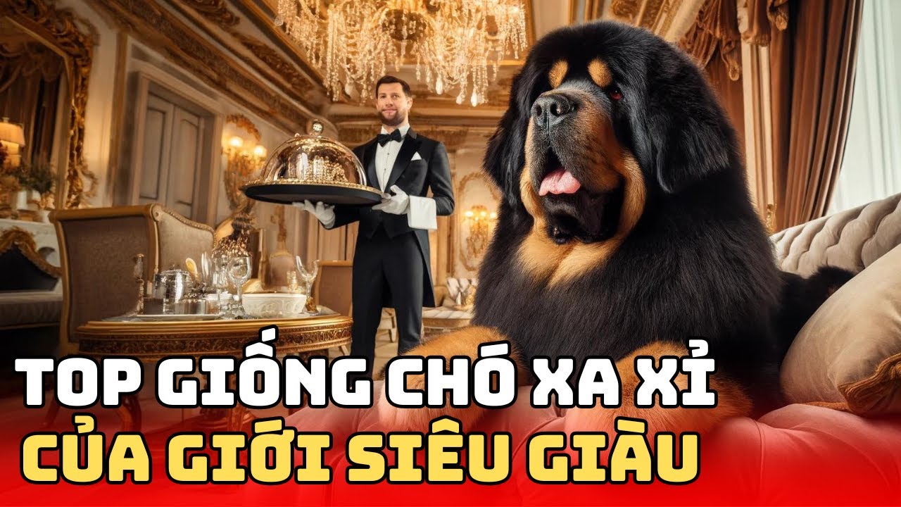 Outline Video Những Giống Chó Đắt Nhất Hành Tinh Chỉ Dành Cho Giới Siêu Giàu | Bác Sĩ Trung
