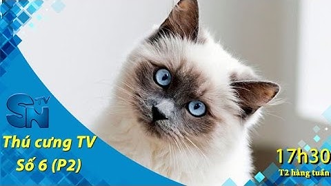 Thú cưng TV - Số 6 (P2) - Phụ kiện cho mèo | SNTV
