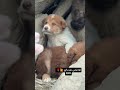 به هیچ کی عتماد نداره دوست Pets شلتنا کمک Cat نزهه هاپو Automobile گربه 