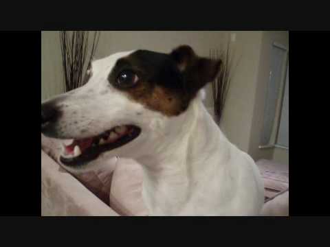 Jack Russell Terrier - Rocky