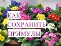 Шикарная Коллеция! Как Сохранить Примулы до Высадки в Открытый Грунт.