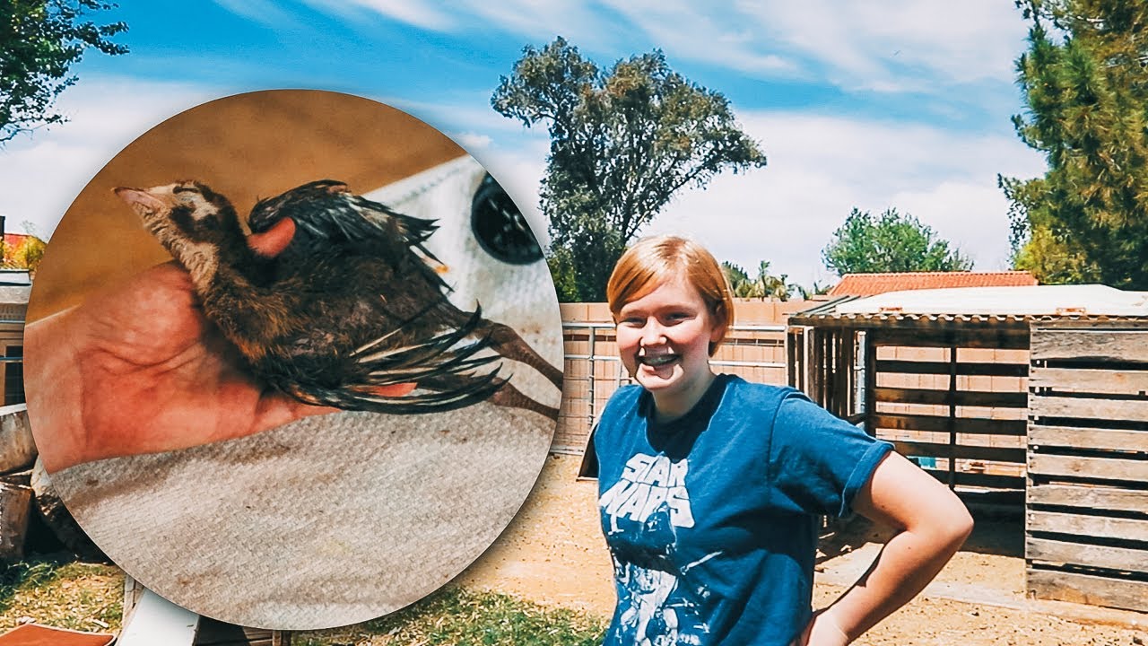 She was determined to save the turkey chick's lives! 🐥