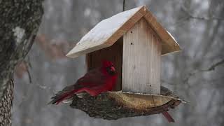 Bird Feeder Blues!