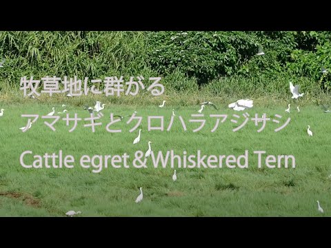 【群がる】アマサギとクロハラアジサシ Cattle egret＆Whiskered Tern