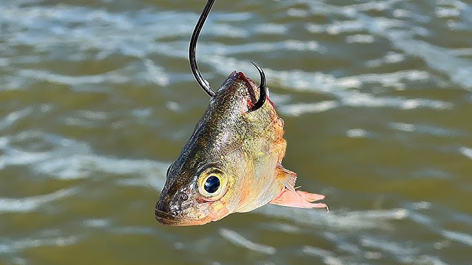 Is this hook good for small catfish around 2-4 pounds? Or is it too small?  Size 1 circle hook from Owner. : r/catfishing