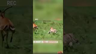 a deer running, scary cheetah 🤯