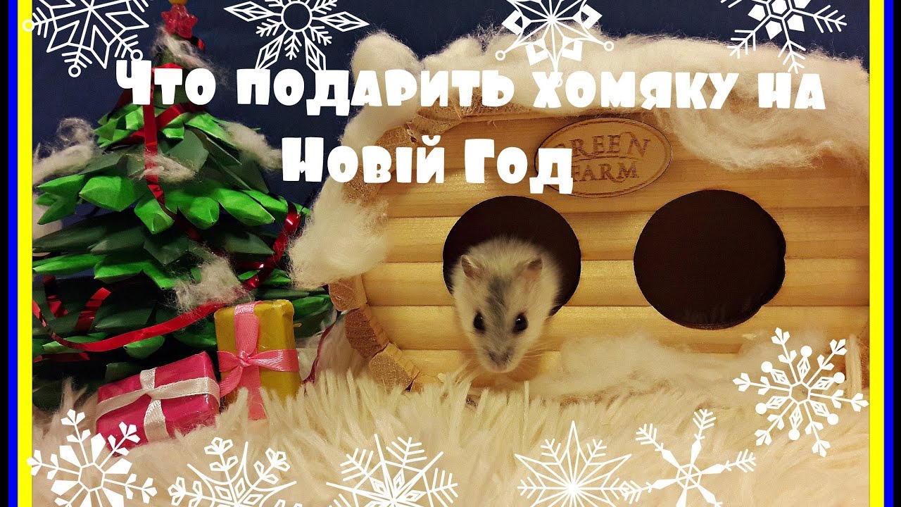 Что Подарить Хомяку На Новый Год