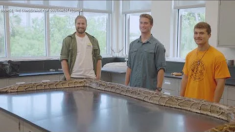 19-foot python in Florida longest captured