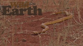 WildEarth - Sunset - 06 October 2020