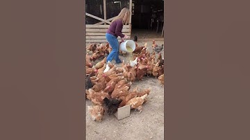 #chickens #homestead #homesteadlife #chicken #feed #grain #simplelife #simple