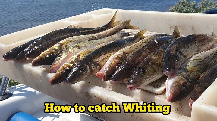 How to catch WHITING - Whiting fishing tips Master...