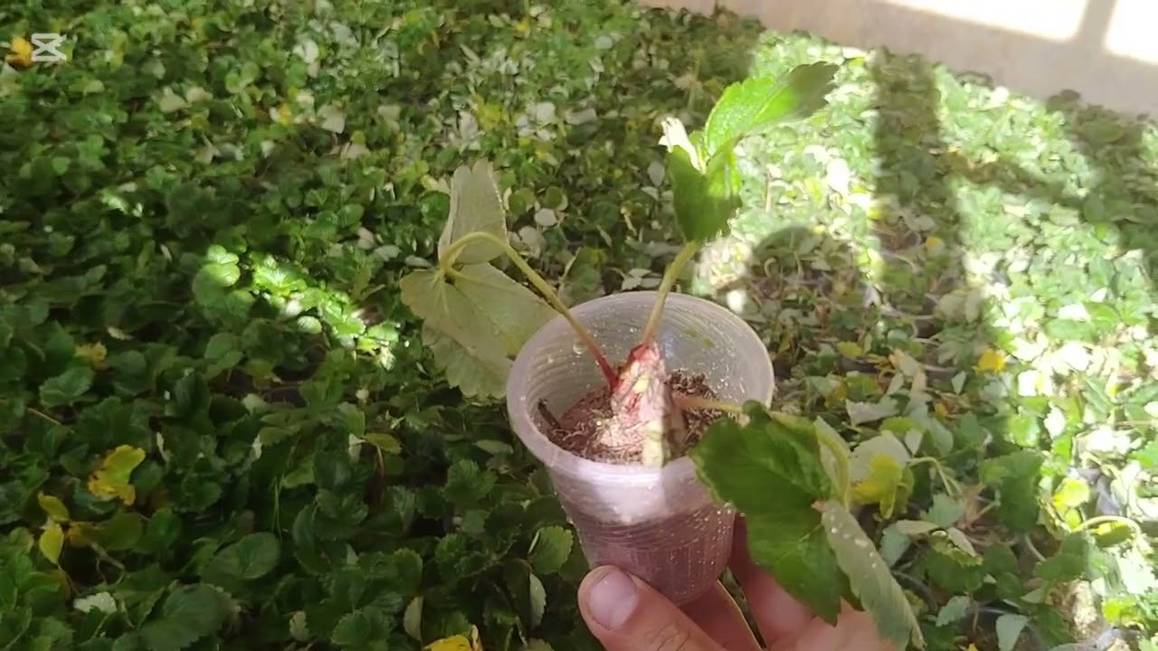 Namangan viloyatida qulupnay ko‘chatlarimizni ekdik!kanalimni kuzatip boring va kanalimga obuna b