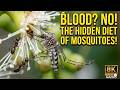 What Do Mosquitoes Eat? Incredible Macro Closeup of Mosquito Drinking Nectar!