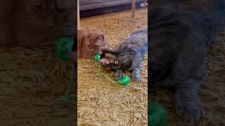 Music for cats #calmmusicforcats #cat #catrelaxation