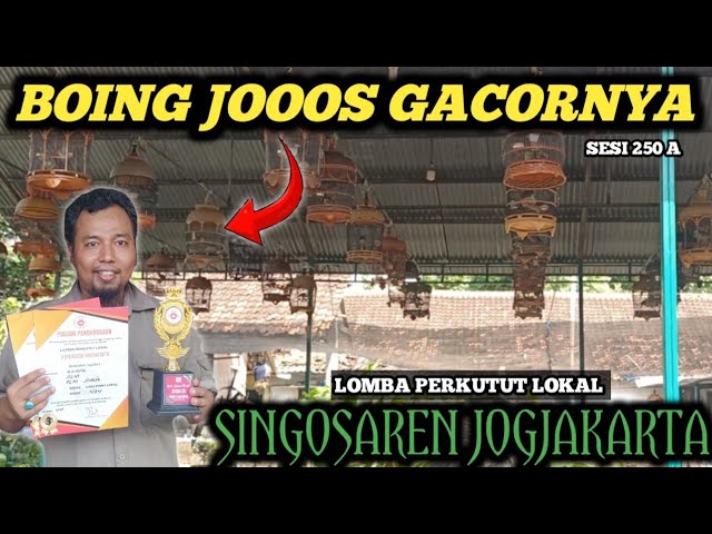 MENDEBARKAN SEKALI😱Ada yg MBLEDOS.Lomba Perkutut Lokal Gantangan Singosaren jogjakarta class=