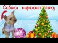 Собака наряжает ёлку // Новогоднее видео