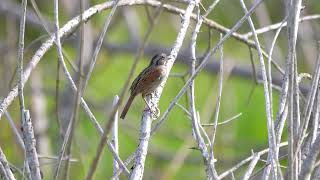 Swamp Sparrow (Melospiza georgiana) - Naubinway (USA Michigan) 24-5-2023