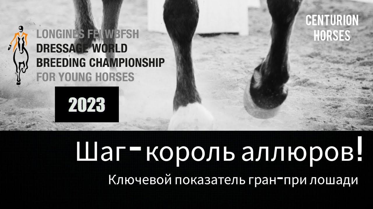 Оценка шага у спортивных лошадей (Чемпионат молодых лошадей в Эрмело 2023г)