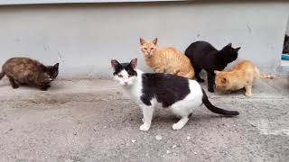 猫島の猫ちゃん達、餌の時間です。