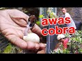 MUSIM ULAR COBRA MENETAS, AVIARY SIAGA 1, ANTISIPASI SERANGAN