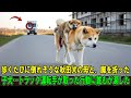 【奇跡の実話】骨と皮だけの秋田犬の母が、脚の折れた子犬を背中に乗せて助けを求め歩いていた…その直後、通りかかったトラック運転手が“信じられない行動”に出た！