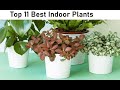 Top 11 Best Indoor Plants to Grow |  kitchen plants ideas