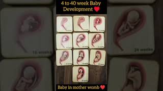 Baby Development 4 to 40 week in her mother belly ❤️? Embryonic Development ?shorts pregnancy