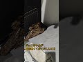 【フクロウ】今日もイタズラ #shorts