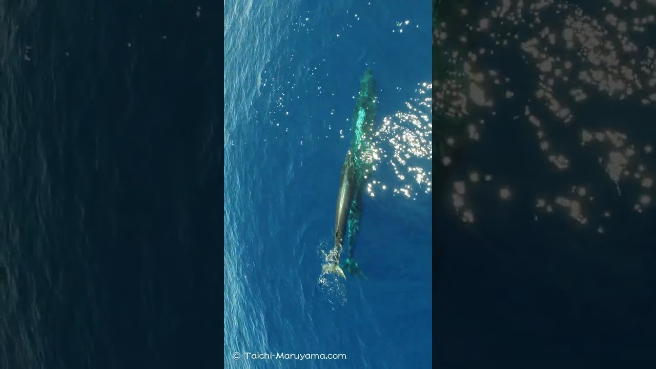 似鯨／ニタリクジラの親子🐋
