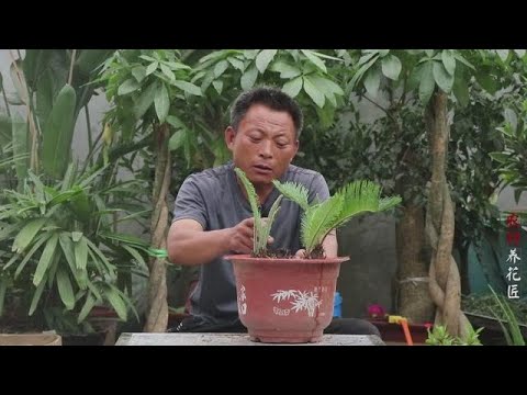 花匠师傅用 绝招 铁树新芽蹭蹭往外冒 长得真是太好了 养花的师傅 Youtube