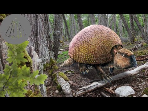 Video: Siapa Armadillo