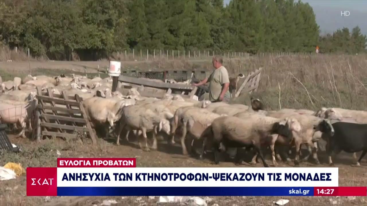 Ευλογιά προβάτων: Ανησυχία των κτηνοτρόφων – Ψεκάζουν τις μονάδες | Μεσημβρινό Δελτίο | 24/10/2024