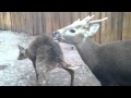 Calamian deer breeding behaviors