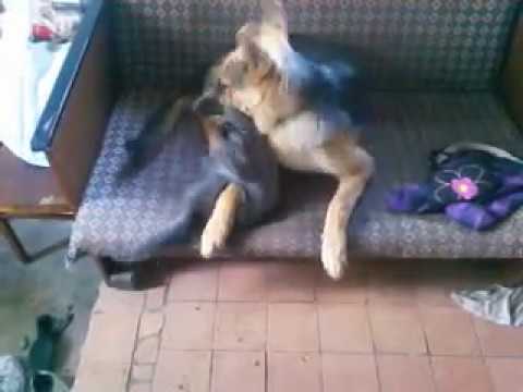 котенок нападает. собаки дерутся с котами. кошки нападающие на собак. коты дает отпор. кот атакует.