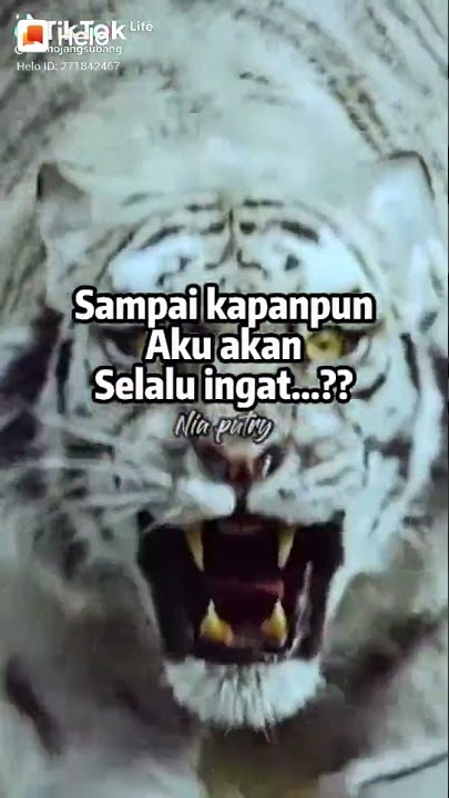 singa sangar