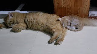 Cute Kitten Sitting with a Cute Cat Cleaning Itself