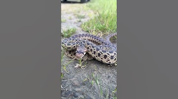 Grumpy Pacific Gopher Snake!