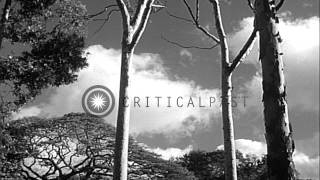 Office of 'Consulate General of Japan, Honolulu', Diamond Head, Japanese shops, h...HD Stock Footage