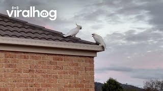 Cockatoo Treats Another To A Snack || Viralhog