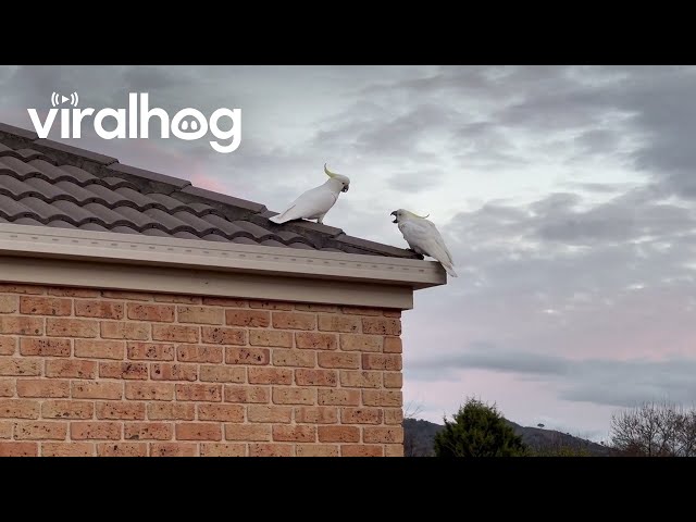 Cockatoo Treats Another to a Snack || ViralHog class=