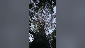 وقل رب اعوذ بك من همزات الشياطين تلاوة خاشعة للقارئ احمد العجمي سورة المؤمنون {٩٧-١٠٠}#القرآن_الكريم