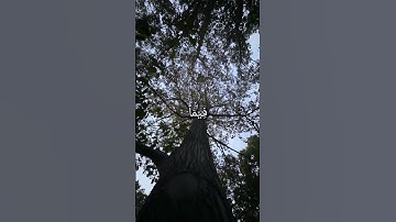 وقل رب اعوذ بك من همزات الشياطين تلاوة خاشعة للقارئ احمد العجمي سورة المؤمنون {٩٧-١٠٠}#القرآن_الكريم