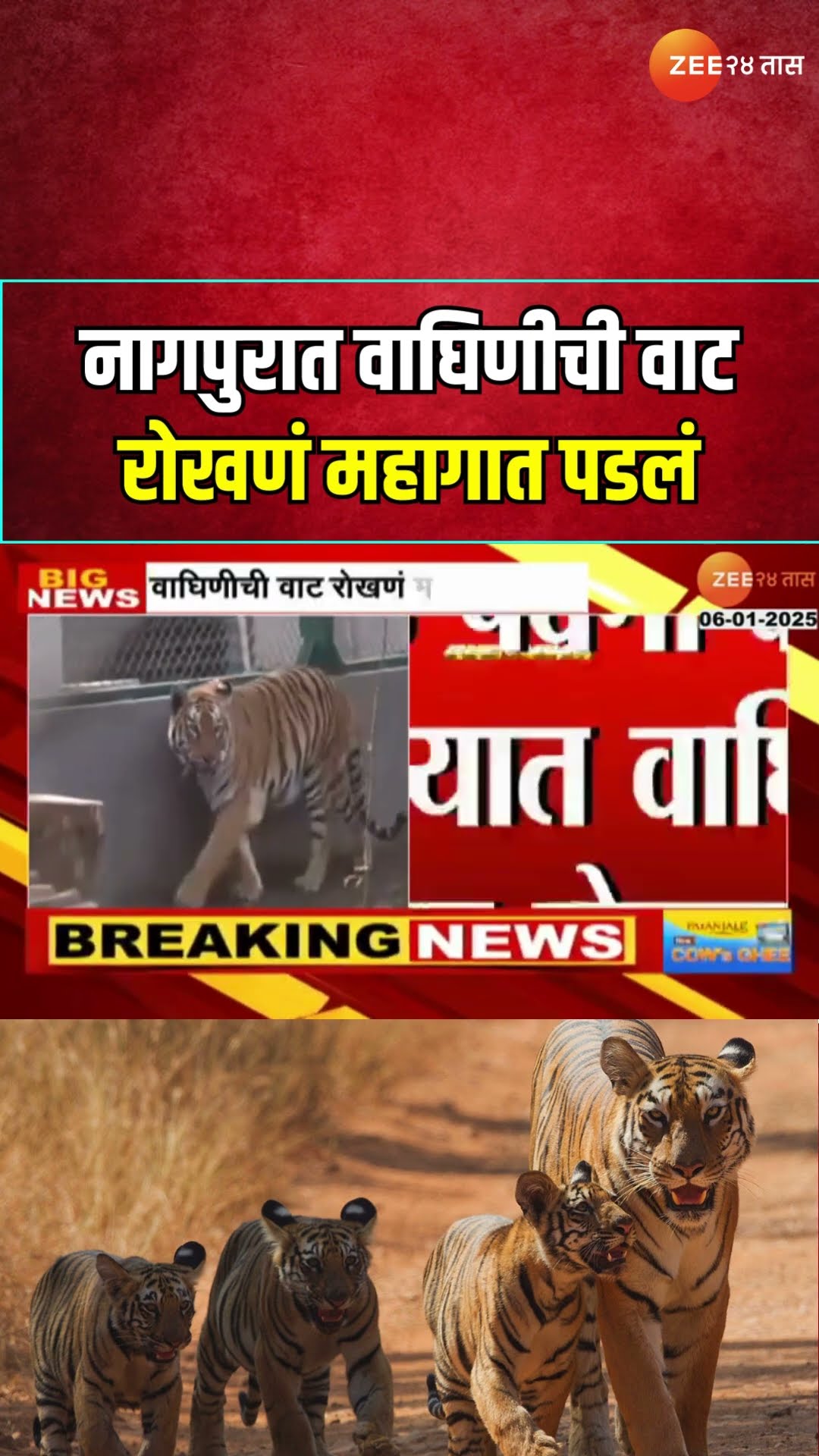 Nagpur Wildlife Sanctuary |वाघिणीची वाट रोखल्याप्रकरणी 3 महिन्यांचं निलंबन, चालकाला 25 हजारांचा दंड