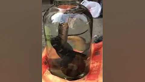 2米大蛇現場開壇泡酒，蛇在裡面劇烈翻滾 - 天天要聞