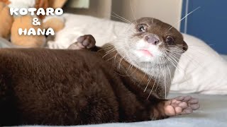 Otter Cries Like a Baby on My Bed