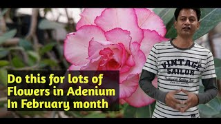 Do this in February end in adenium plants for more flowring & overall growth.