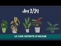 Vlog  224 unboxing plante et entretien des plantes avant lopration