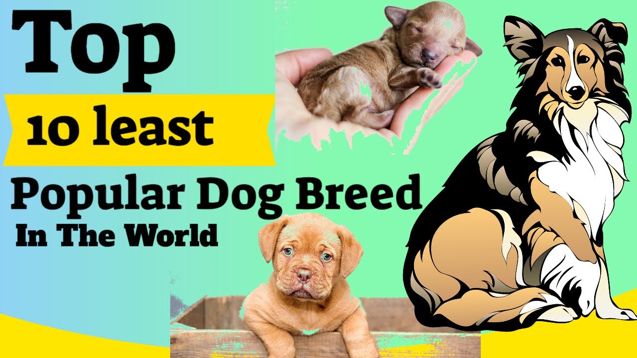 Top 10 least Popular Dog Breed in The World Dogkora YouTube